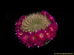 Sulcorebutia purpurea 3431 